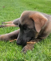Blue sable male, a male German Shepherd Dog for sale in Litchfield, MI – 3 of 10