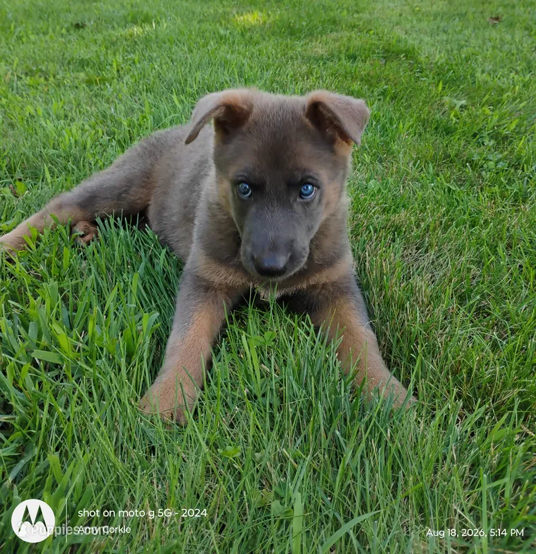 blue sable female – German Shepherd Dog puppy for sale in Litchfield, MI
