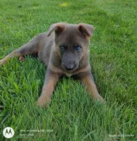 blue sable female, a female German Shepherd Dog for sale in Litchfield, MI – 1 of 10