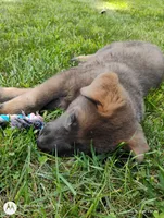 Blue sable male, a male German Shepherd Dog for sale in Litchfield, MI – 4 of 10