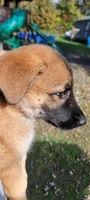 sable female, a female German Shepherd Dog for sale in Litchfield, MI – 7 of 8