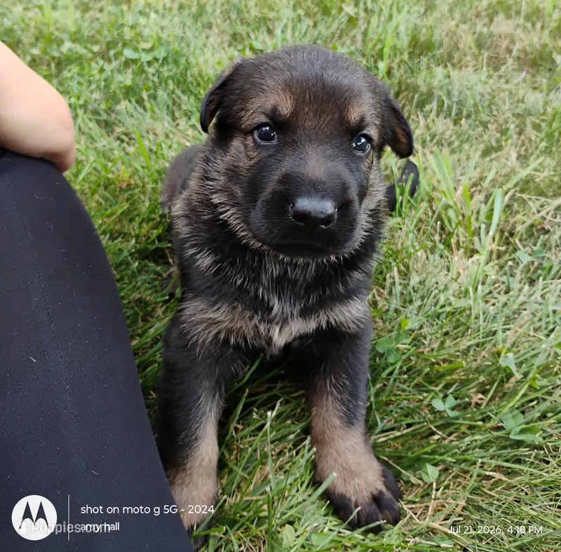 sable female – German Shepherd Dog puppy for sale in Litchfield, MI