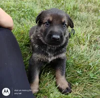 sable female, a female German Shepherd Dog for sale in Litchfield, MI – 1 of 3