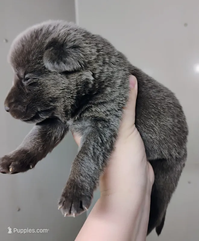 blue male  – German Shepherd Dog puppy for sale in Litchfield, MI