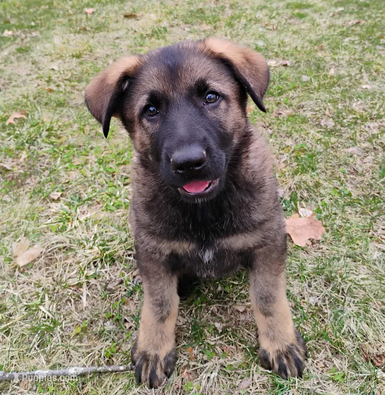 dark sable female – German Shepherd Dog puppy for sale in Litchfield, MI