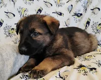 dark sable female, a female German Shepherd Dog for sale in Litchfield, MI – Photo 3 of 5