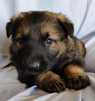 dark sable female, a female German Shepherd Dog for sale in Litchfield, MI – Photo 4 of 5