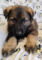 dark sable female, a female German Shepherd Dog for sale in Litchfield, MI – Photo 1 of 5