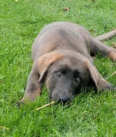 Blue sable male, a male German Shepherd Dog for sale in Litchfield, MI – 5 of 10