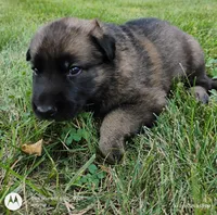 sable male, a male German Shepherd Dog for sale in Litchfield, MI – 3 of 3