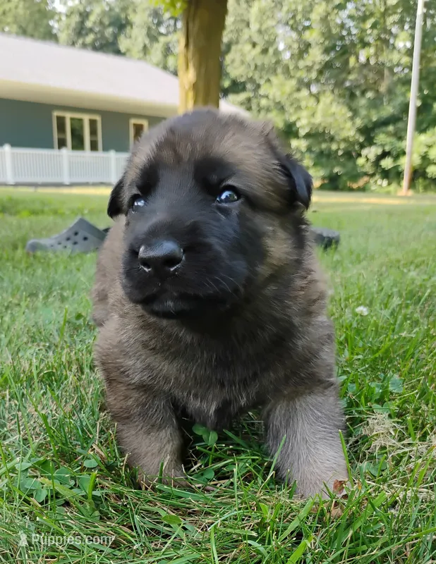 sable male – German Shepherd Dog puppy for sale in Litchfield, MI