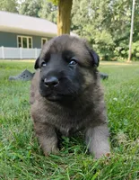 sable male, a male German Shepherd Dog for sale in Litchfield, MI – 1 of 3