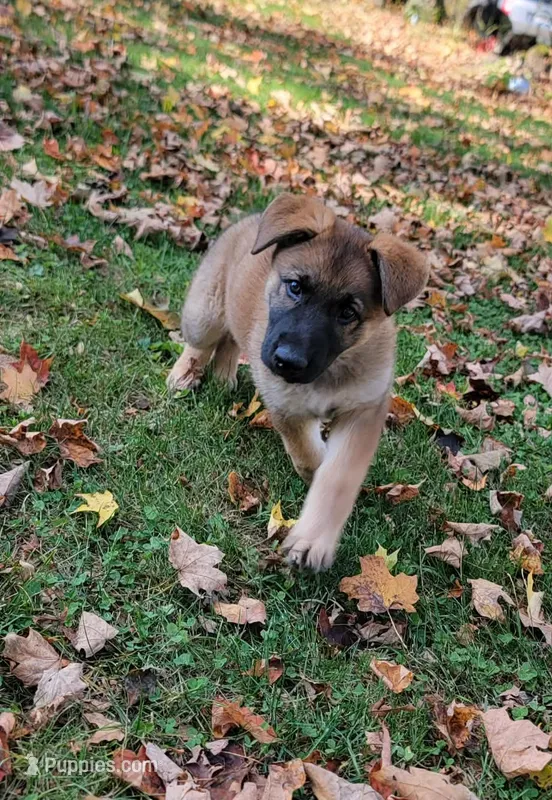 sable female – German Shepherd Dog puppy for sale in Litchfield, MI