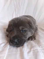 blue and tan female (1), a female German Shepherd Dog for sale in Litchfield, MI – 2 of 2