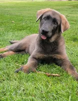 Blue sable male, a male German Shepherd Dog for sale in Litchfield, MI – 2 of 10