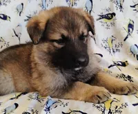 sable female, a female German Shepherd Dog for sale in Litchfield, MI – Photo 2 of 5