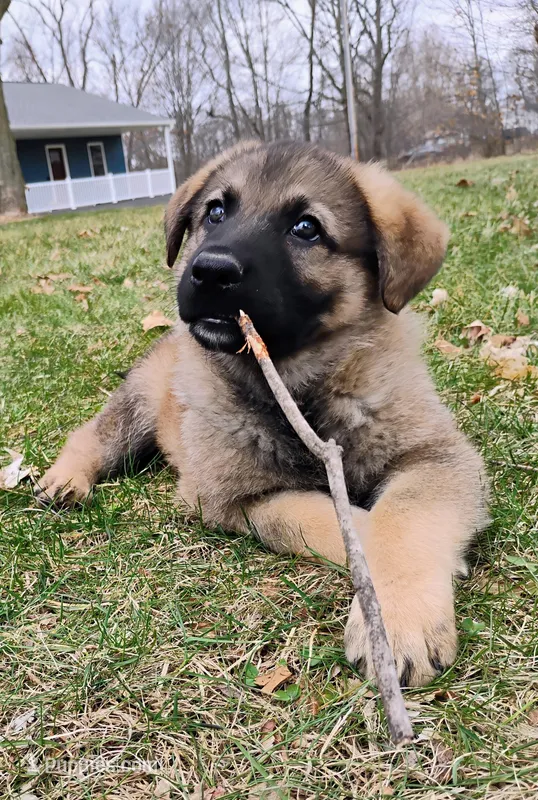 sable female – German Shepherd Dog puppy for sale in Litchfield, MI