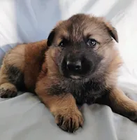 sable female, a female German Shepherd Dog for sale in Litchfield, MI – Photo 5 of 5