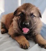 sable female, a female German Shepherd Dog for sale in Litchfield, MI – Photo 4 of 5