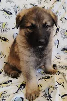 sable female, a female German Shepherd Dog for sale in Litchfield, MI – Photo 3 of 5