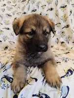 sable female, a female German Shepherd Dog for sale in Litchfield, MI – Photo 1 of 5