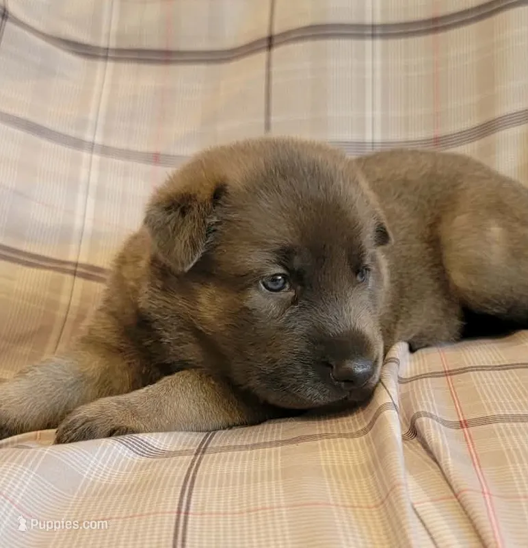 blue sable female – German Shepherd Dog puppy for sale in Litchfield, MI