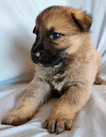 sable male, a male German Shepherd Dog for sale in Litchfield, MI – Photo 2 of 2