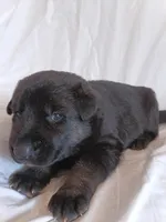 black and tan, a female German Shepherd Dog for sale in Litchfield, MI – 2 of 2