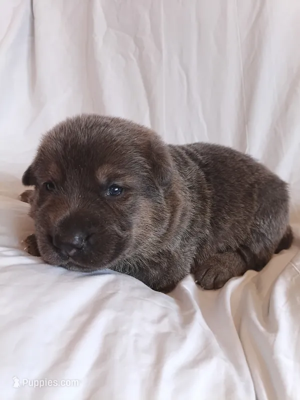 blue and tan female (1) – German Shepherd Dog puppy for sale in Litchfield, MI