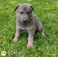 blue sable female, a female German Shepherd Dog for sale in Litchfield, MI – 6 of 10