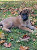 sable female, a female German Shepherd Dog for sale in Litchfield, MI – 3 of 8