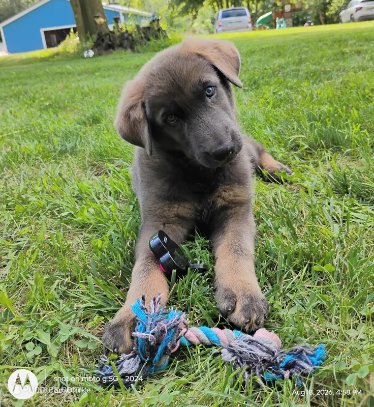 Blue sable male – German Shepherd Dog puppy for sale in Litchfield, MI