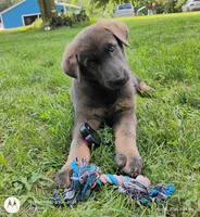 Blue sable male, a male German Shepherd Dog for sale in Litchfield, MI – 2 of 10