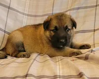 sable female, a female German Shepherd Dog for sale in Litchfield, MI – 3 of 3