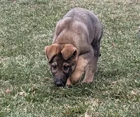 sable male 2, a male German Shepherd Dog for sale in Litchfield, MI – Photo 2 of 10