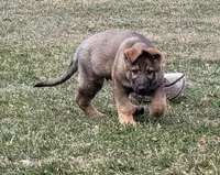 sable male 2, a male German Shepherd Dog for sale in Litchfield, MI – Photo 4 of 10