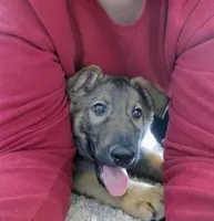 sable male 2, a male German Shepherd Dog for sale in Litchfield, MI – Photo 6 of 10