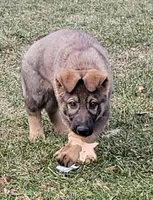 sable male 2, a male German Shepherd Dog for sale in Litchfield, MI – Photo 1 of 10