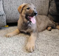 sable male 2, a male German Shepherd Dog for sale in Litchfield, MI – Photo 7 of 10