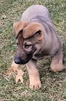 sable male 2, a male German Shepherd Dog for sale in Litchfield, MI – Photo 3 of 10