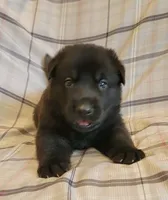 solid black male, a male German Shepherd Dog for sale in Litchfield, MI – 3 of 4