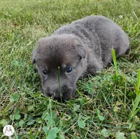 blue sable female, a female German Shepherd Dog for sale in Litchfield, MI – 3 of 3