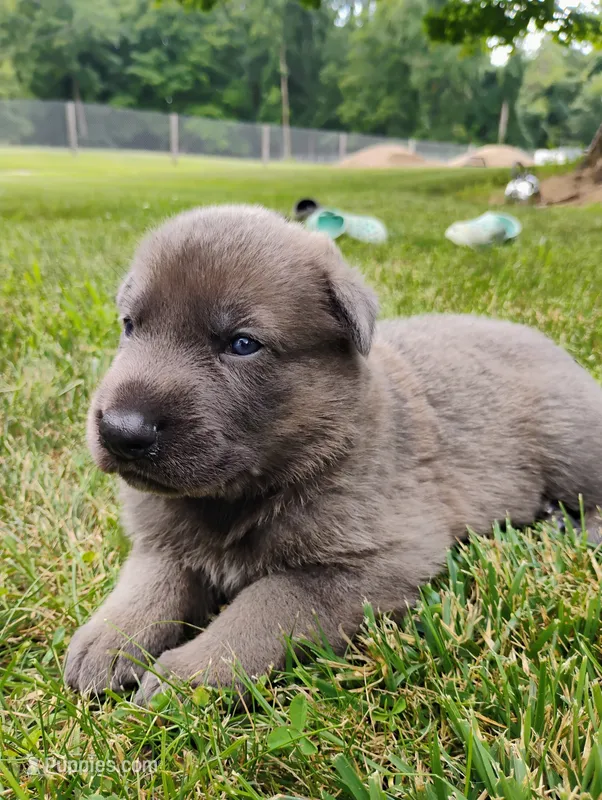 Blue sable male 2 – German Shepherd Dog puppy for sale in Litchfield, MI