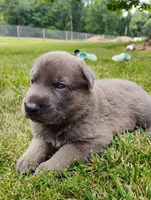 Blue sable male 2, a male German Shepherd Dog for sale in Litchfield, MI – 1 of 3
