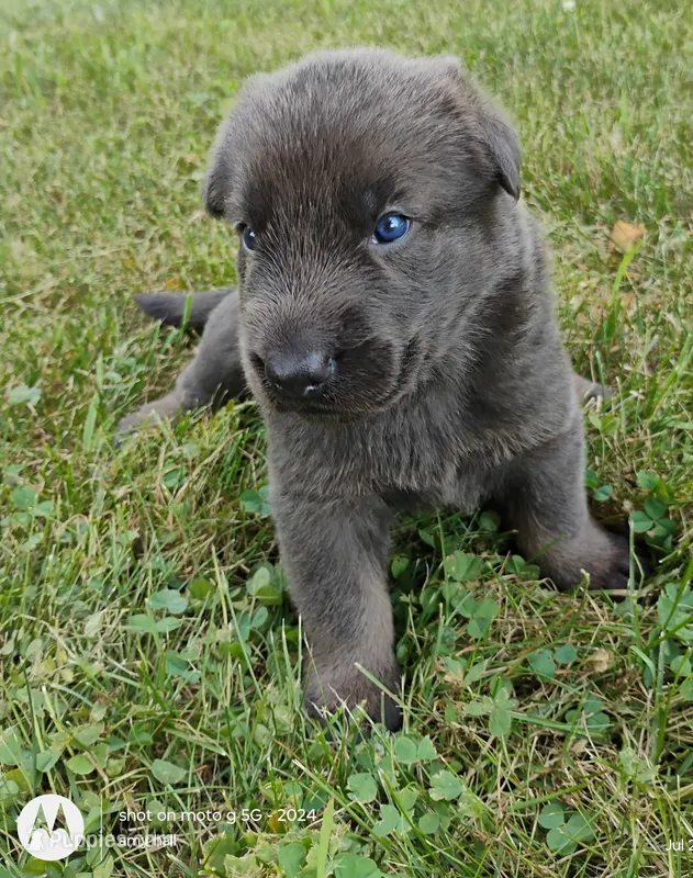 Blue sable male – German Shepherd Dog puppy for sale in Litchfield, MI