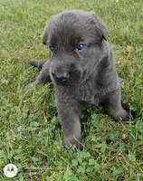 Blue sable male, a male German Shepherd Dog for sale in Litchfield, MI – 1 of 3