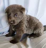 solid blue male, a male German Shepherd Dog for sale in Litchfield, MI – Photo 1 of 2