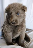 solid blue male, a male German Shepherd Dog for sale in Litchfield, MI – Photo 2 of 2