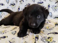 solid black male, a male German Shepherd Dog for sale in Litchfield, MI – Photo 1 of 5