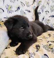 solid black male, a male German Shepherd Dog for sale in Litchfield, MI – Photo 3 of 5